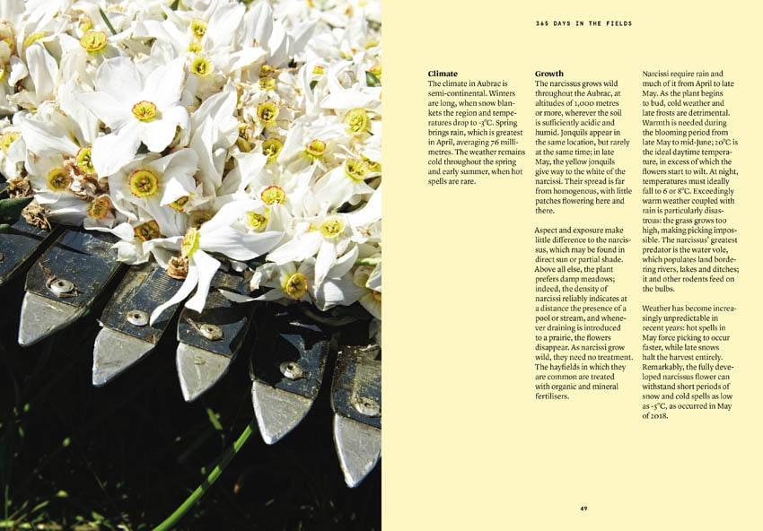 Narcissus in Perfumery - Collective