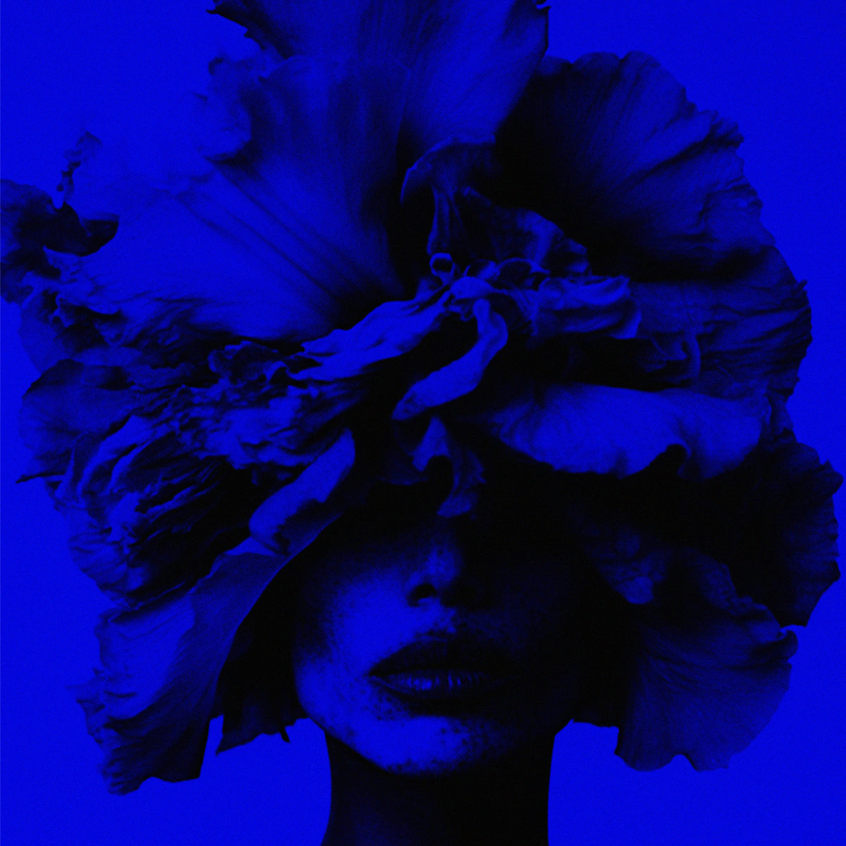Iris Wallpaper