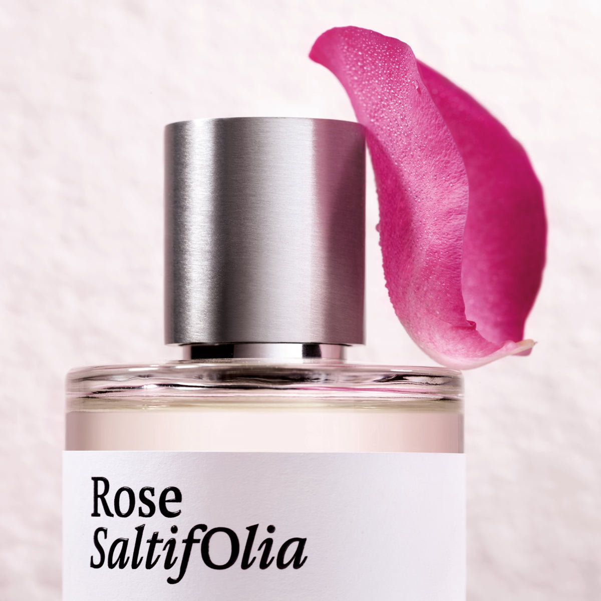 Rose Saltifolia
