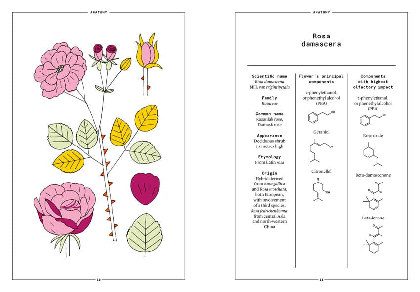 Damask Rose in Perfumery - Collective
