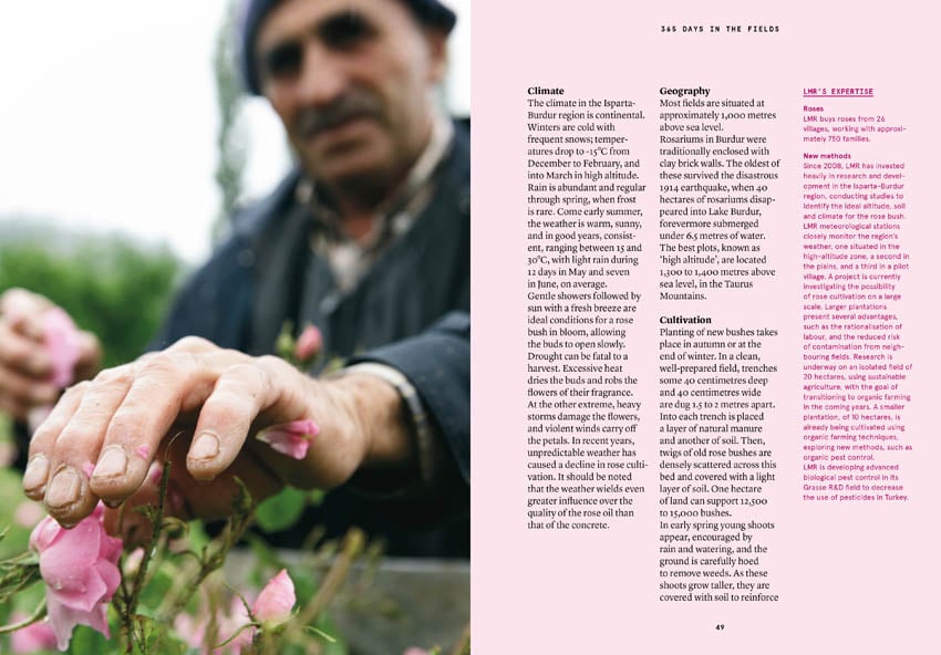 Damask Rose in Perfumery - Collective