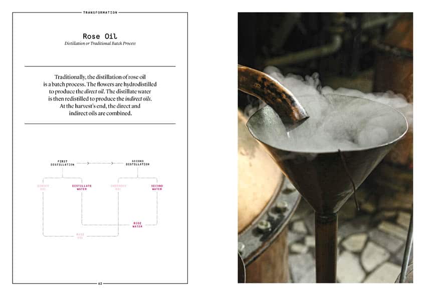 Damask Rose in Perfumery - Collective