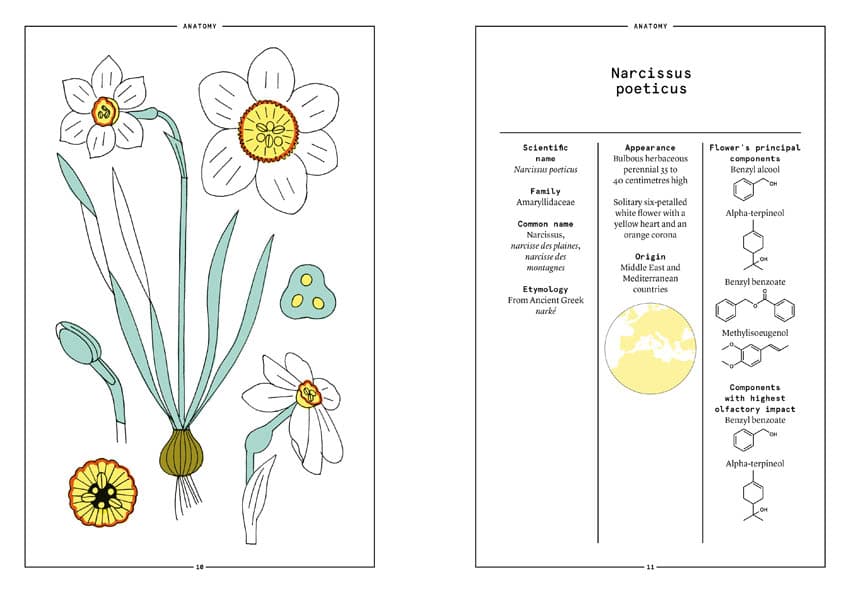 Narcissus in Perfumery - Collective