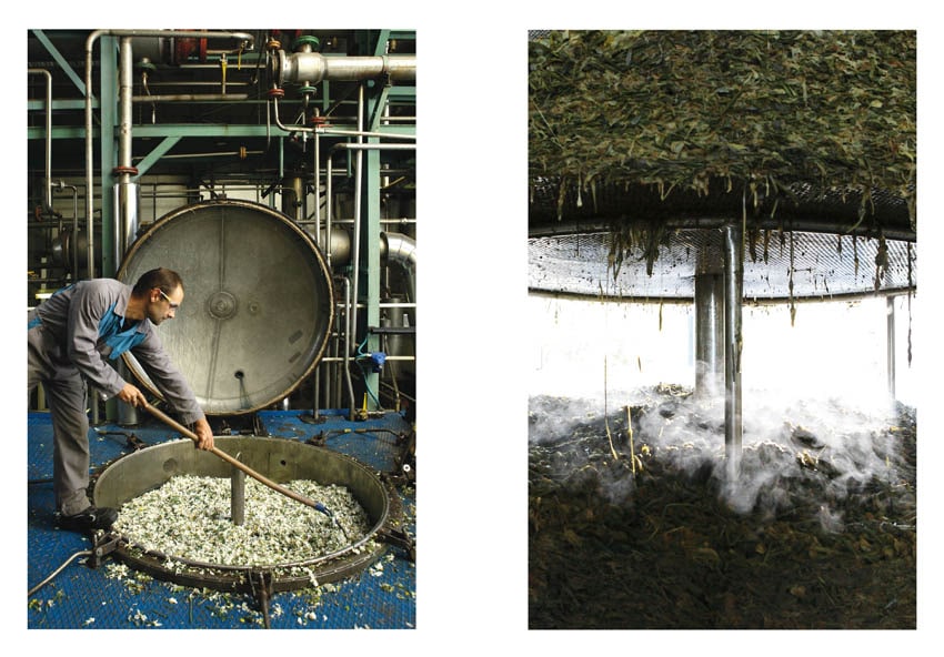 Narcissus in Perfumery - Collective