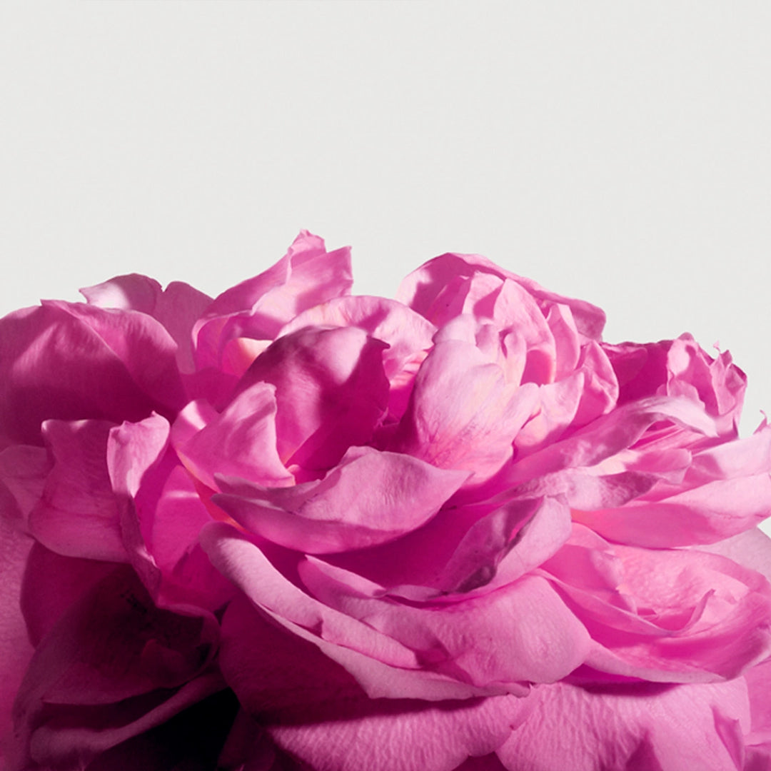 Radical Rose Extrait de Parfum 100 ml